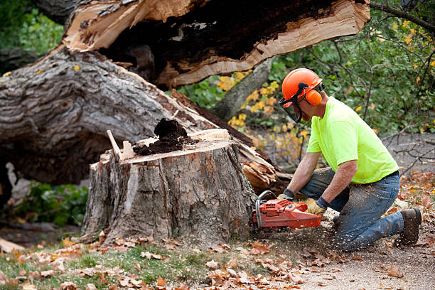 Reliable Caledonia, WI Tree Service Solutions